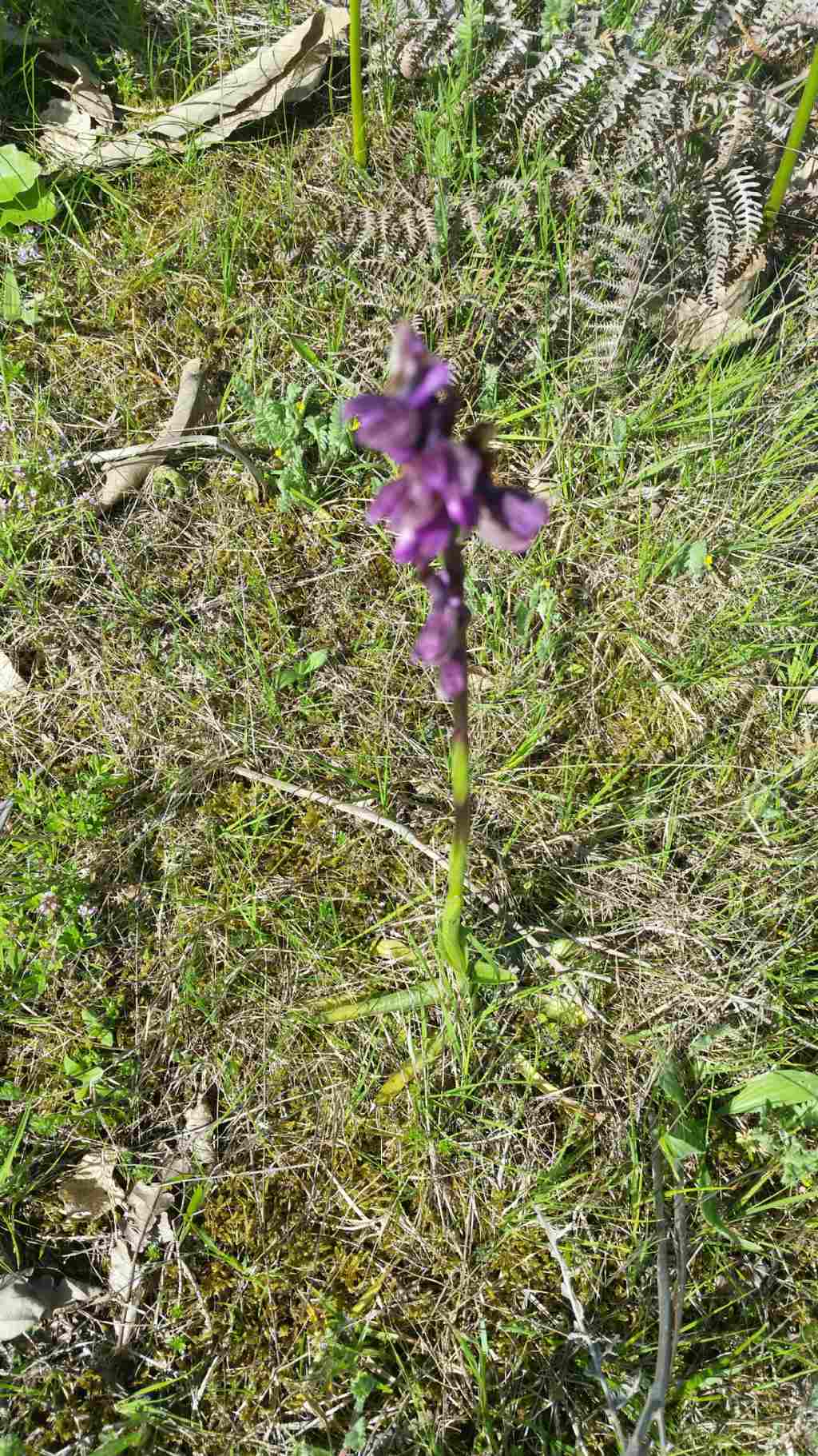 Anacamptis morio (L.) R.M. Bateman, Pridgeon & M.W. Chase (Orchidaceae)